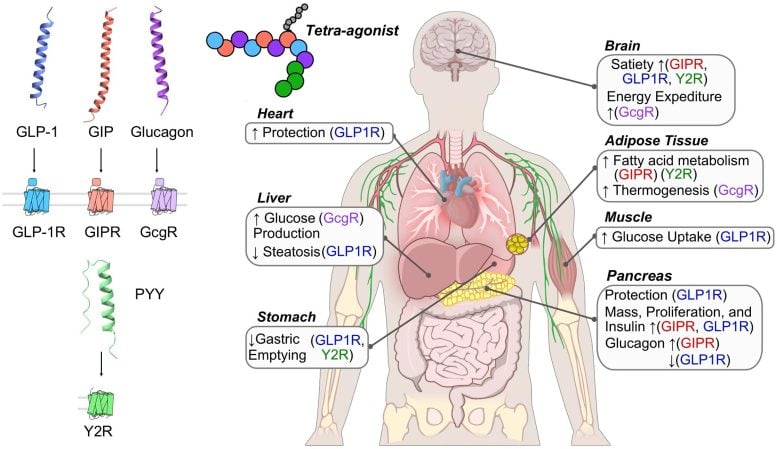 Hormonal Response After Eating Graphic