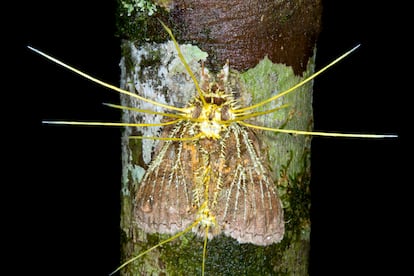 Cordyceps fungus