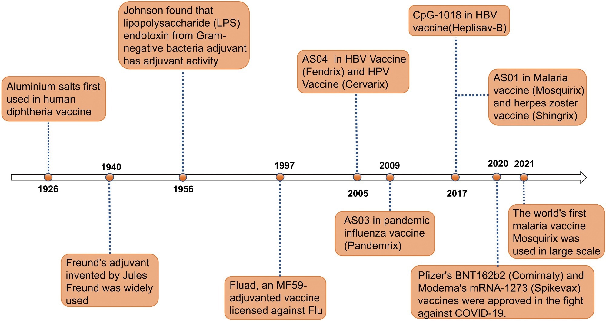 Timeline of major events in the research history of vaccine adjuvants. Since the first use of aluminum salt adjuvants in diphtheria vaccines in 1926, adjuvant technology has gradually evolved. In 1940, the invention of Freund’s adjuvant provided a new direction for enhancing immune responses in vaccines. In 1956, the discovery of the adjuvant activity of lipopolysaccharide (LPS) endotoxins further expanded the range of available adjuvants. In 1997, the application of the MF59 adjuvant in the Fluad influenza vaccine marked the significant role of adjuvants in influenza prevention and treatment. In 2005, the AS04 adjuvant was first used in HBV and HPV vaccines (Fendrix and Cervarix). In 2009, the AS03 adjuvant was used in the pandemic influenza vaccine Pandemrix. In 2017, the CpG-1018 and AS01 adjuvants were applied to the HBV vaccine (Heplisav-B) and malaria and shingles vaccines (Mosquirix and Shingrix), respectively. In 2020, Pfizer’s BNT162b2 vaccine (Comirnaty) and Moderna’s mRNA-1273 vaccine (Spikevax) were approved, making a significant contribution to the fight against COVID-19. In 2021, the world’s first malaria vaccine RTS,S/AS01 began large-scale use, further proving the role of adjuvants in enhancing vaccine efficacy. This timeline illustrates the continuous innovation and breakthroughs of adjuvants in the field of vaccines.