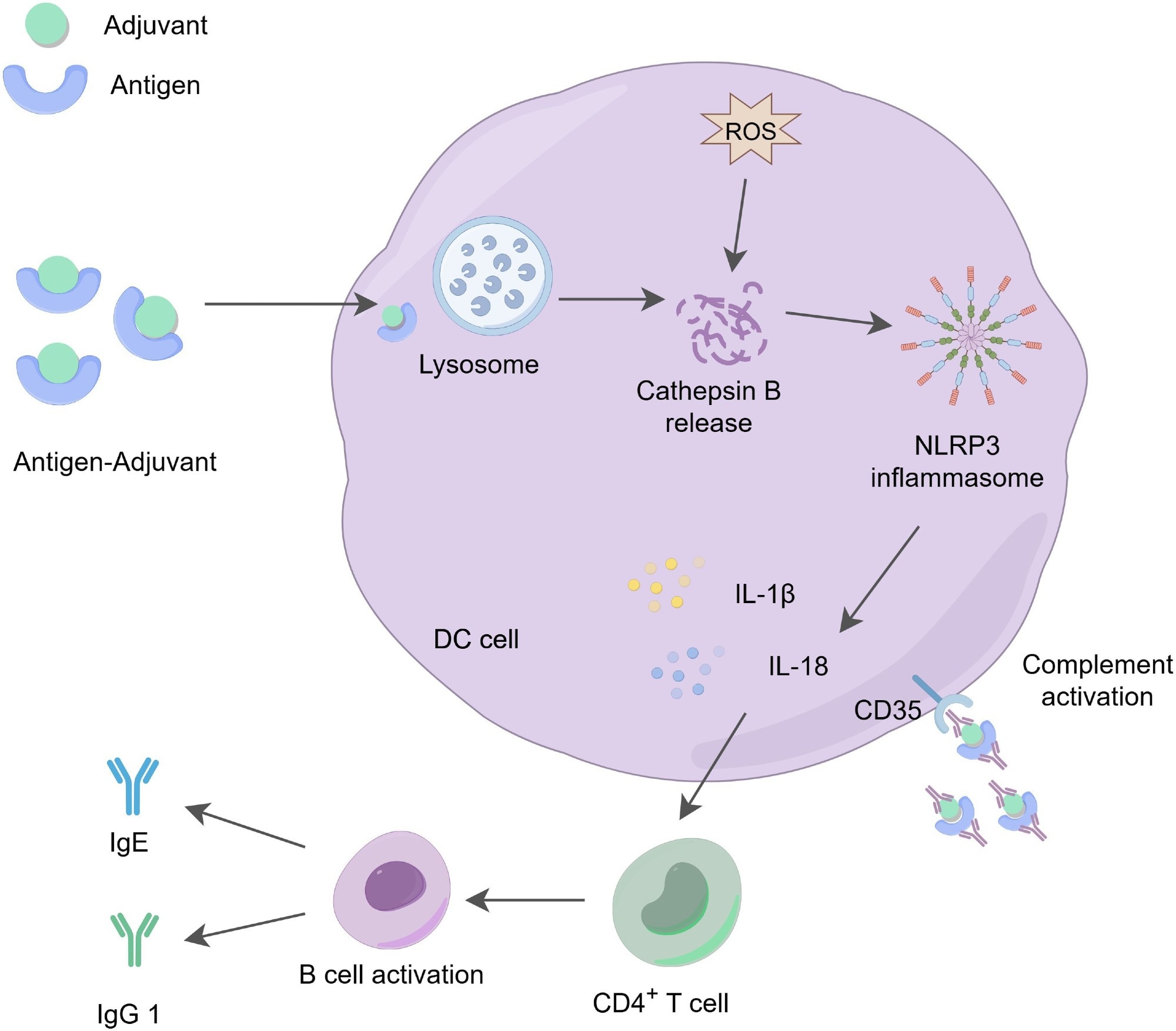 The action mechanism of aluminum adjuvants. Aluminum adjuvants form microparticles by adsorbing soluble antigens, which promotes the phagocytosis of these antigens by APCs. The phagocytosed aluminum-adjuvant-antigen complexes indirectly promote the production of reactive oxygen species (ROS), activate the release of cathepsin B in the lysosome, triggering the activation of the NLRP3 inflammasome and stimulating the production of IL-1β and IL-18, which play a role in regulating immune responses. At the same time, aluminum adjuvants stimulate the activation and differentiation of CD4+ T cells, increasing the levels of IgG1 and IgE. These cytokines and immune factors are essential for effective antibody-mediated immune protection. Additionally, dendritic cells can recruit and deposit antigen-adjuvant-antibody complexes through the CD35 receptor, further enhancing receptor signaling on both B cells and dendritic cells, thereby promoting immune effector functions.