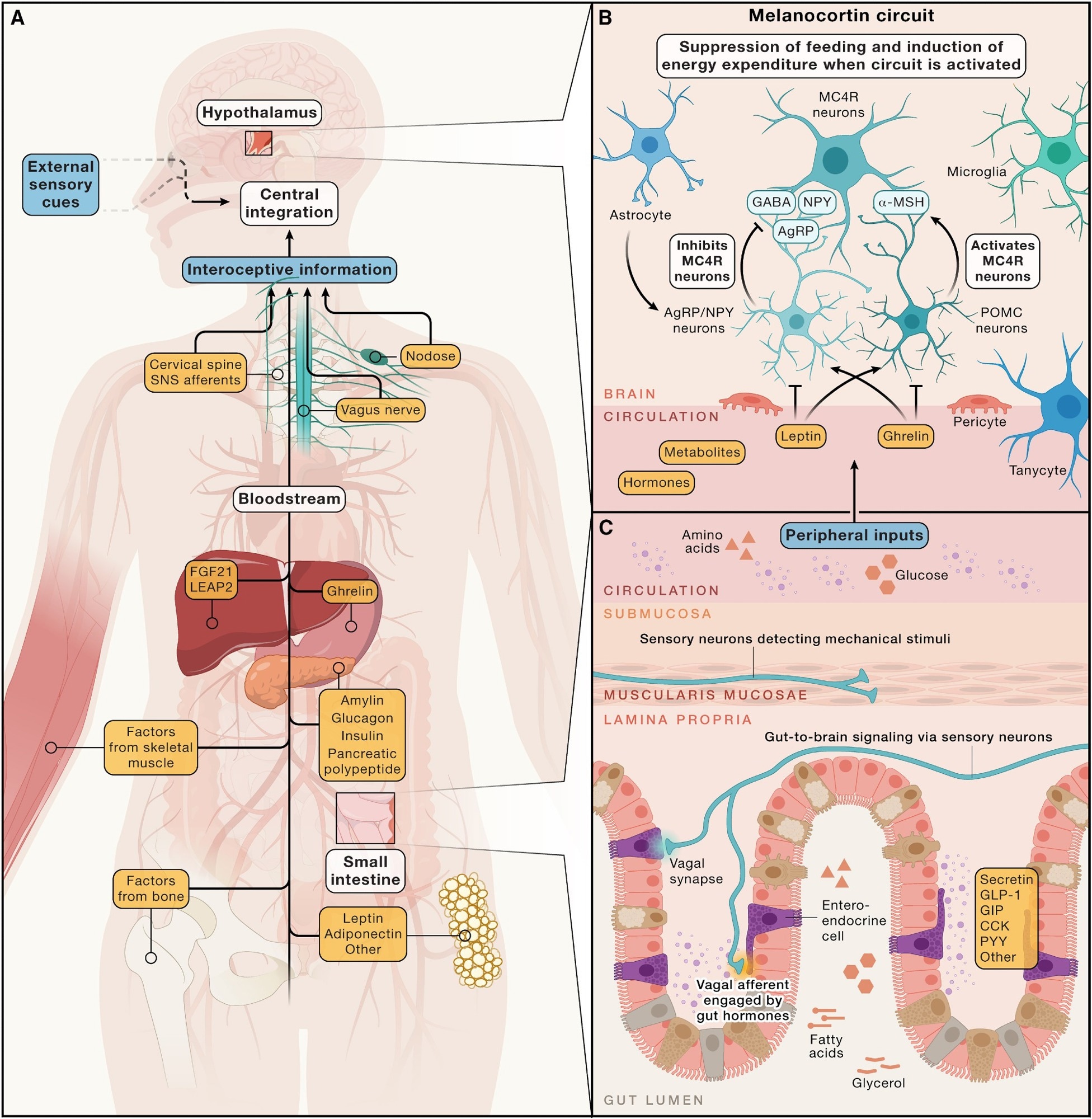 Hormonal, metabolic, and neural inputs to brain circuits regulating energy homeostasis - (A) Simplified overview of peripheral signals arising from multiple organ systems, along with sensory cues from the external environment. These signals are integrated by the central nervous system to regulate energy intake and expenditure, maintaining stable adiposity over time. This regulation involves both long-term energy storage signals, such as leptin, and short-term signals related to immediate intake of energy, like gastrointestinal hormones and nutrients. (B) The arcuate nucleus of the hypothalamus harbors the melanocortin circuit, which is highly responsive to deviations in circulating hormones (e.g., those from the gastrointestinal tract) and the adipose tissue and metabolites. Central to this circuit are hunger-promoting AgRP neurons and satiety-promoting POMC neurons. These neuronal populations modulate energy balance via inhibitory and excitatory inputs to downstream MC4R-expressing neurons, respectively. (C) Many peripheral inputs influencing brain circuits that regulate energy balance originate in the gut. Enteroendocrine cells release hormones, like secretin, GLP-1, GIP, CCK, and others, into the circulation in response to various stimuli, such as the presence of luminal nutrients. Additionally, vagal afferents relay mechanical and chemical information—such as gut distension and nutrient content—from the gastrointestinal tract to the brain.