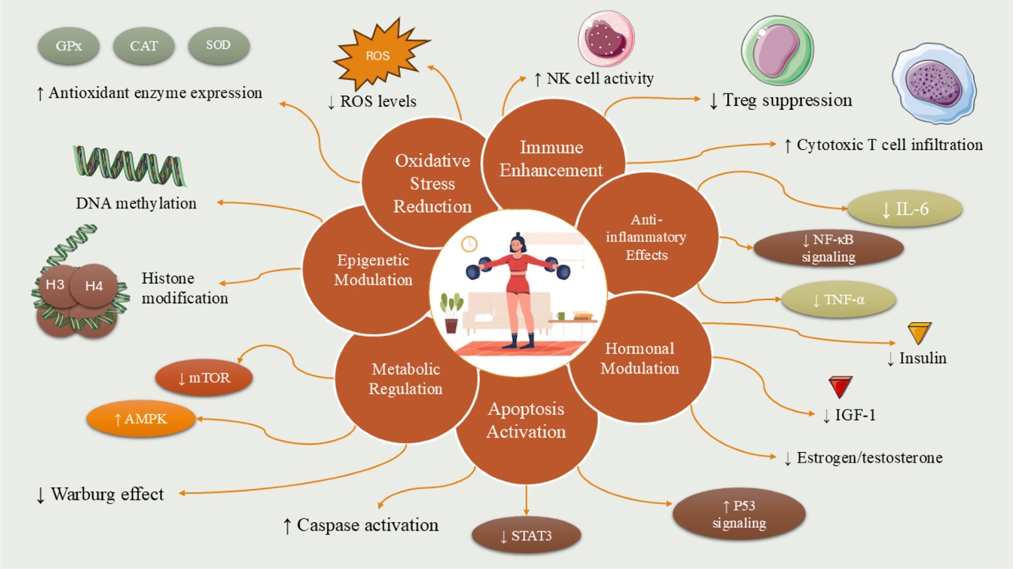 Role of physical activity in cancer prevention and therapy. Engaging in regular physical exercise offers significant benefits in both the prevention and treatment of cancer. For individuals affected by cancer, exercise contributes in three major ways: It reduces the likelihood of developing cancer, enhances the effectiveness of therapeutic interventions, and alleviates many of the adverse side effects associated with treatment. Mechanistically, the anticancer effects of physical activity are primarily attributed to its ability to inhibit tumor cell proliferation, induce programmed cell death (apoptosis), regulate tumor-related metabolic pathways, and enhance immune system function.