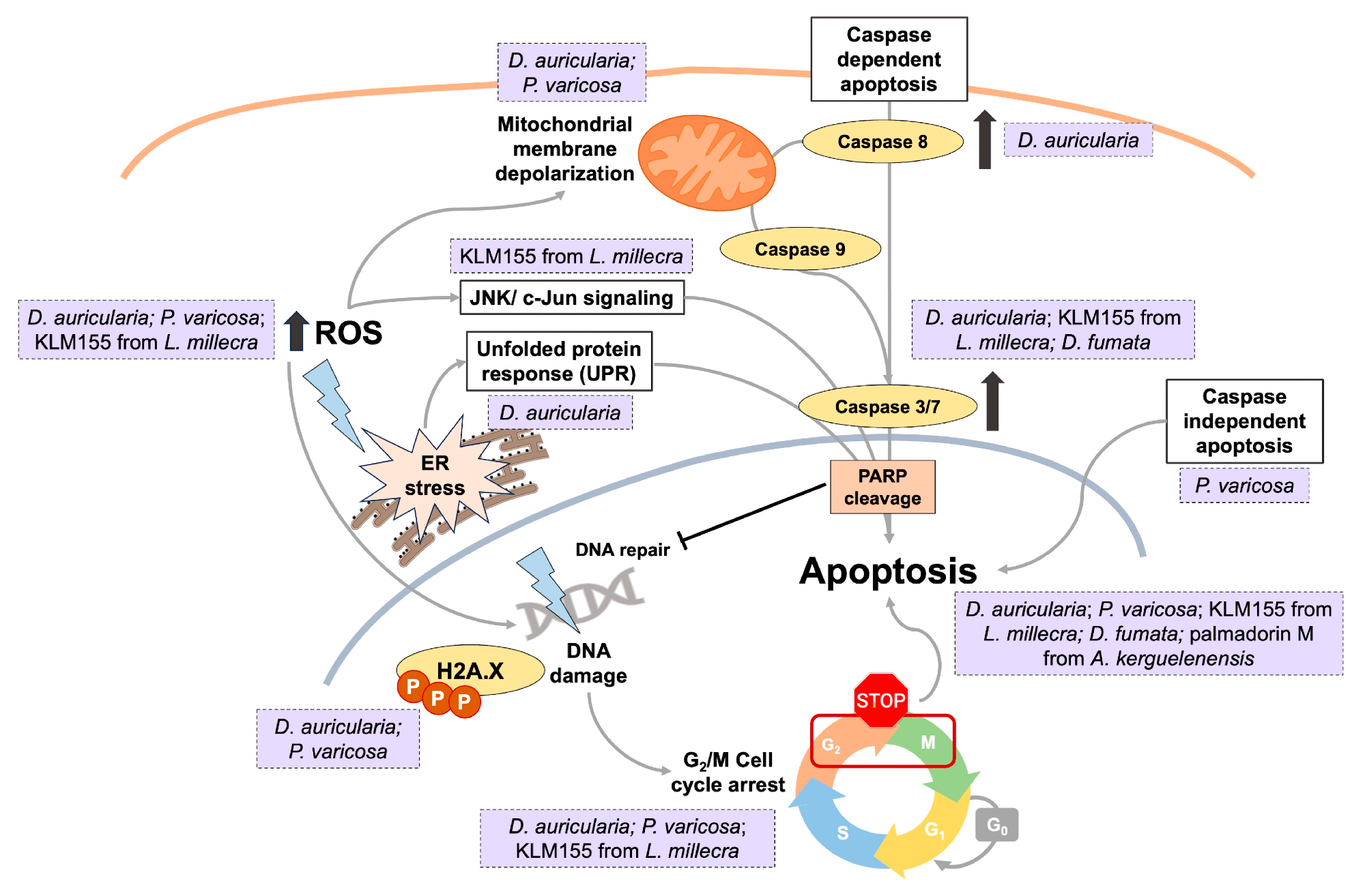 ​​​​​​​Main mechanisms of action of nudibranch-derived molecules and extracts.
