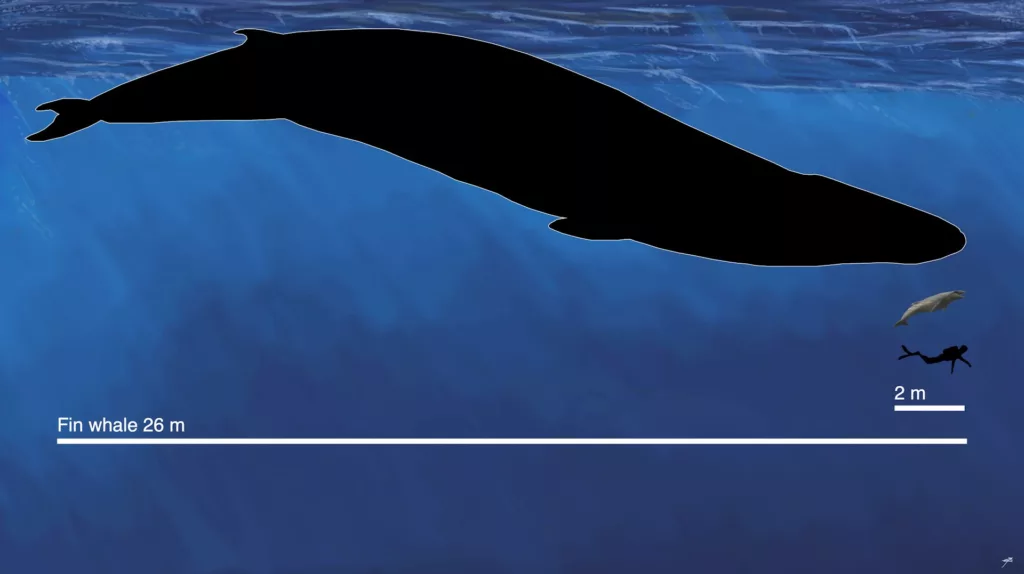 The newly described fossil whale Janjucetus dullardi