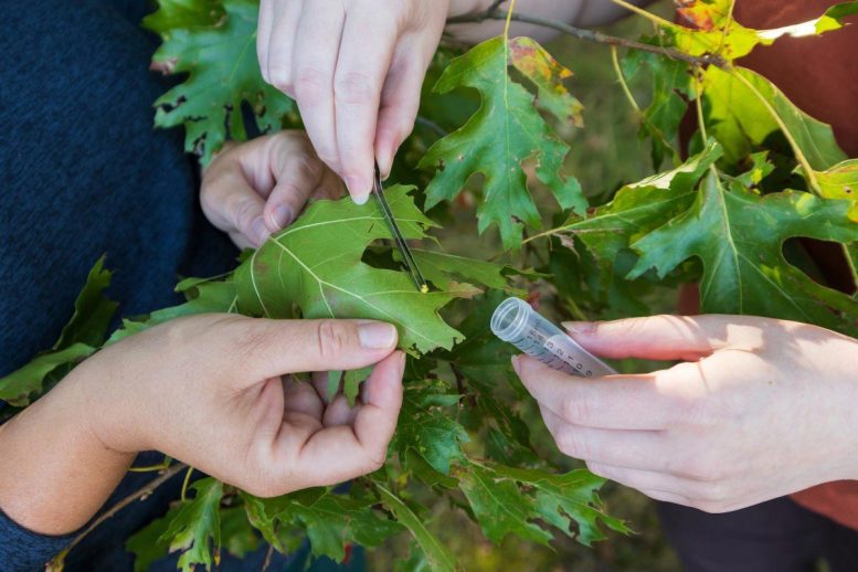 Kirsten Prior and Aly Milks Collect Oak Galls