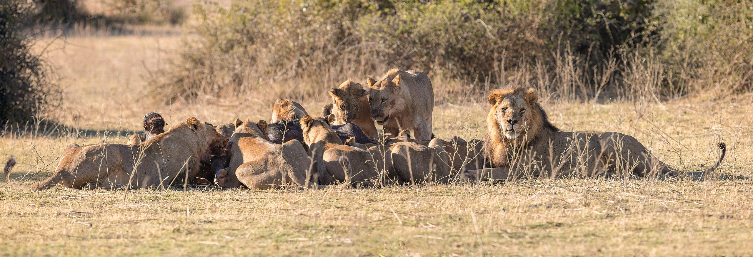 A pack of lions feeding on an African buffalo carcass in Chobe National Park, Botswana. 