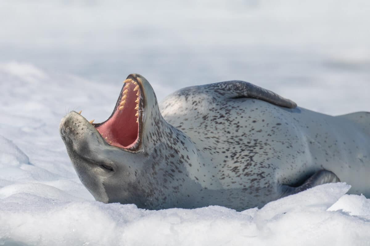 A leopard seal in the wild resting on an ice floe in Antarctica.