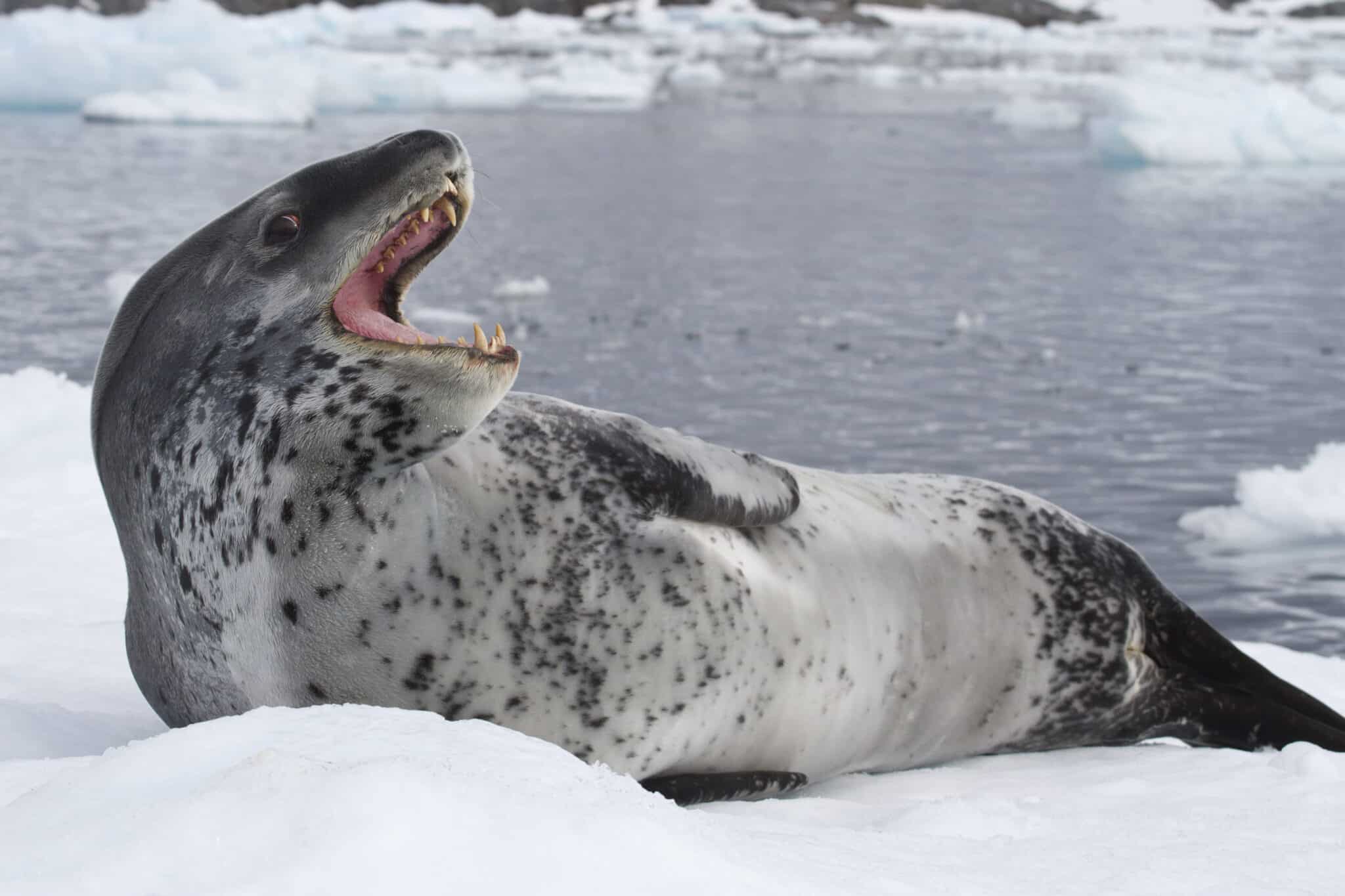 Male Leopard Seals Sing Songs Similar To Nursery Rhymes To Woo Mates, Study Shows