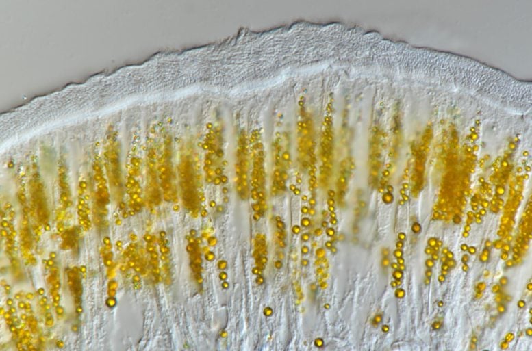 Longitudinal Section P hessleri