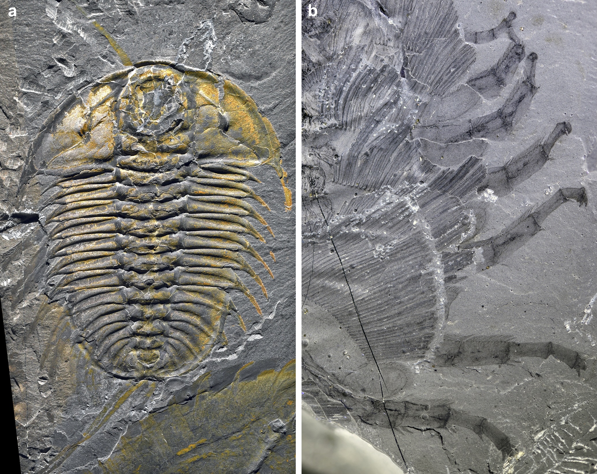 unraveling the secret steps of the Burgess Shale Trilobites — Harvard Gazette