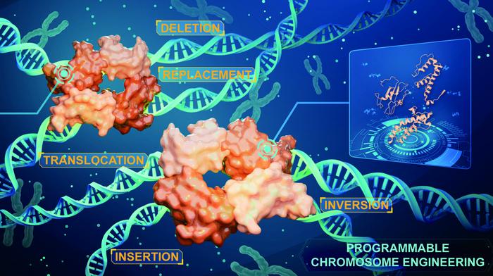 Chinese Researchers Develop Breakthrough Megabase-Scale Genome Editing Technologies