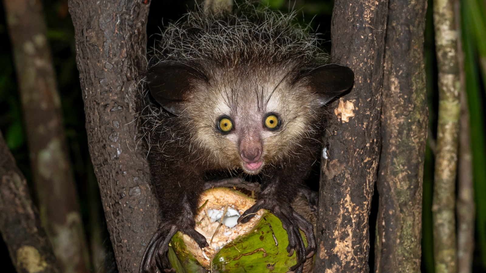 Aye-ayes: The strange nocturnal lemurs with long, creepy fingers