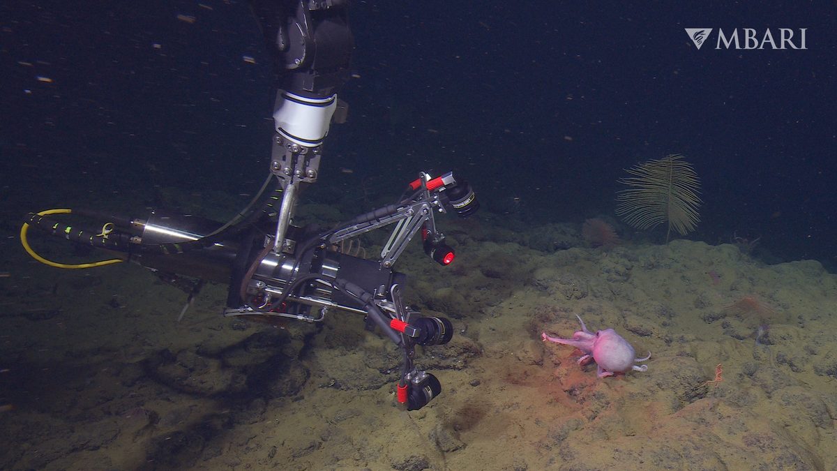 Engineers send camera 3,000m into Pacific Ocean to largest octopus nesting site on Earth. Here’s why