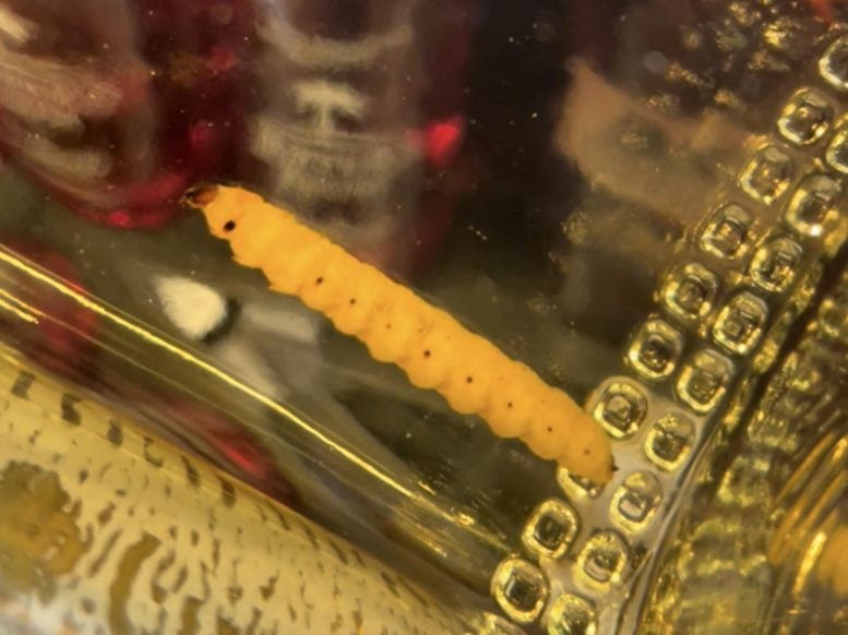 Mezcal Worm