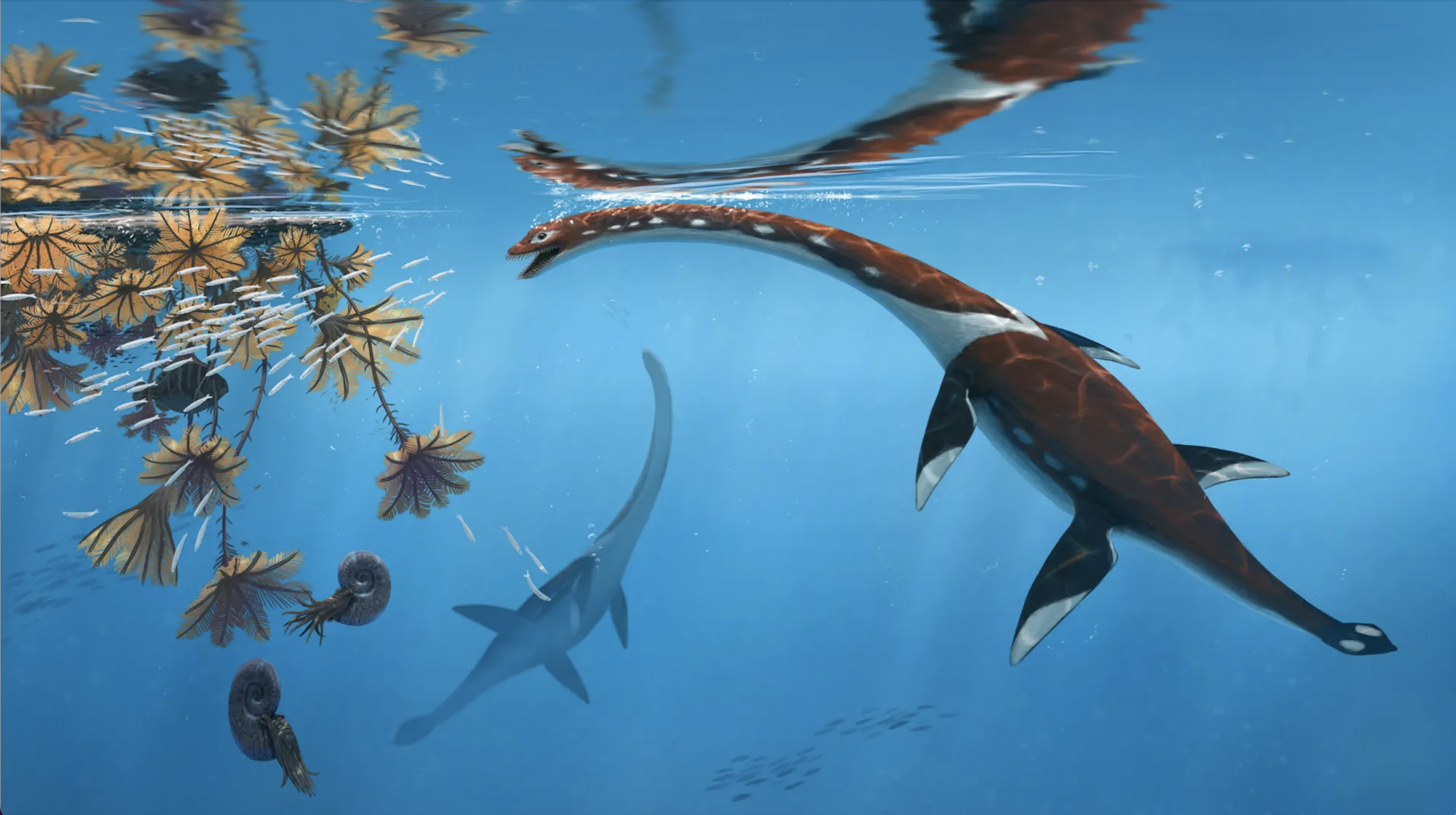 ‘Most remarkable’ fossil of Jurassic sea monster from Germany is previously unknown species