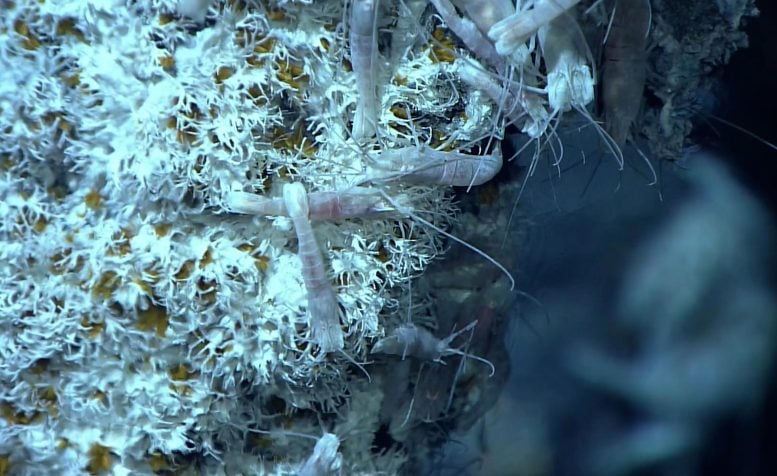 Paralvinella hessleri.Hydrothermal Vent