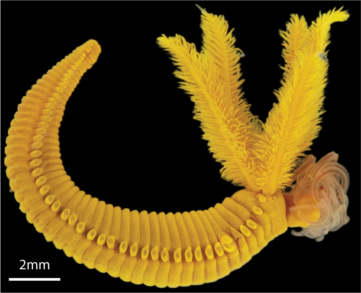 Paralvinella hessleri