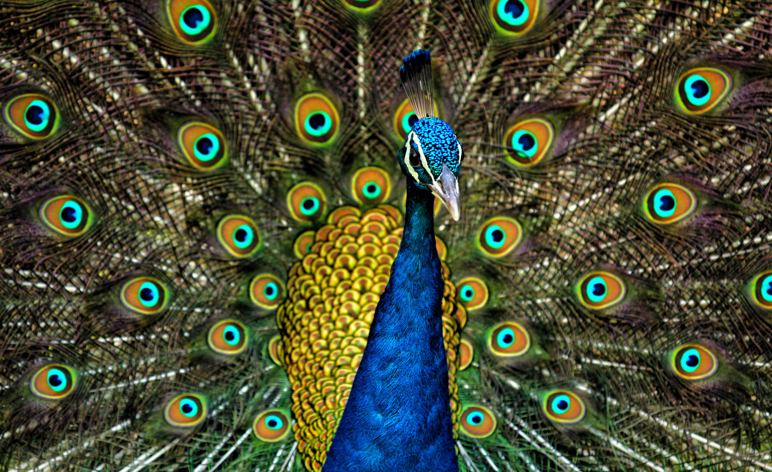 Ma Rabu Maasecha and the Peacock