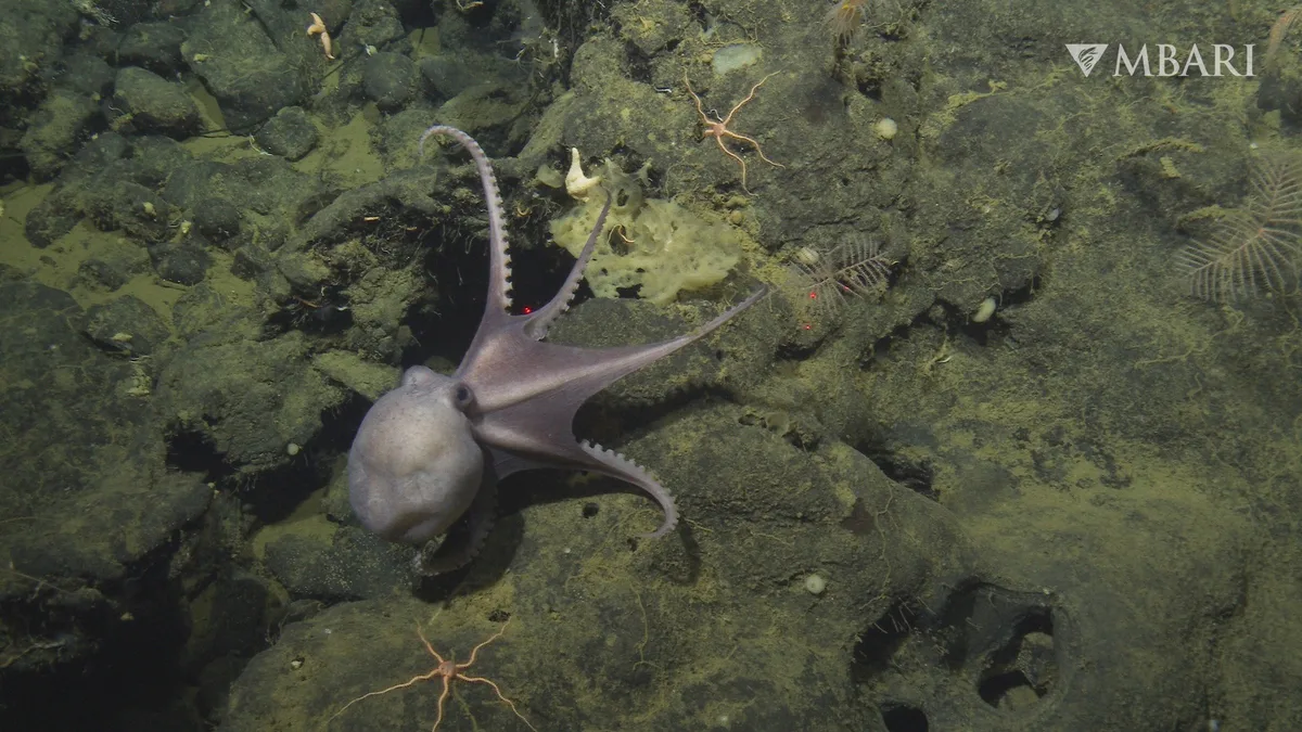 Pearl octopus (Muusoctopus robustus)