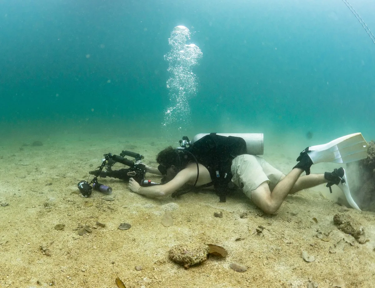 Photographing Christmas tree worms