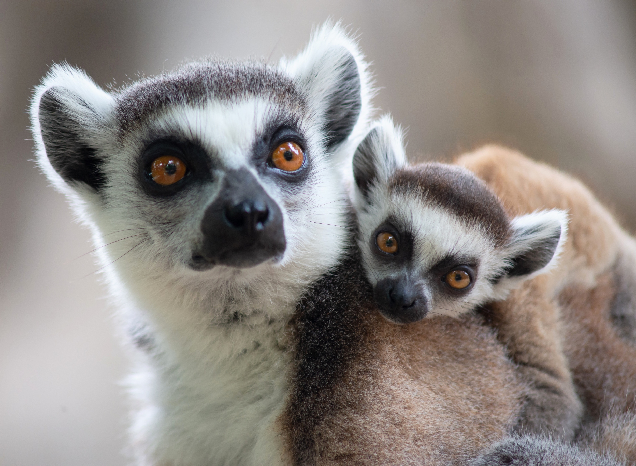 Early primates evolved in cold climates, not tropical jungles