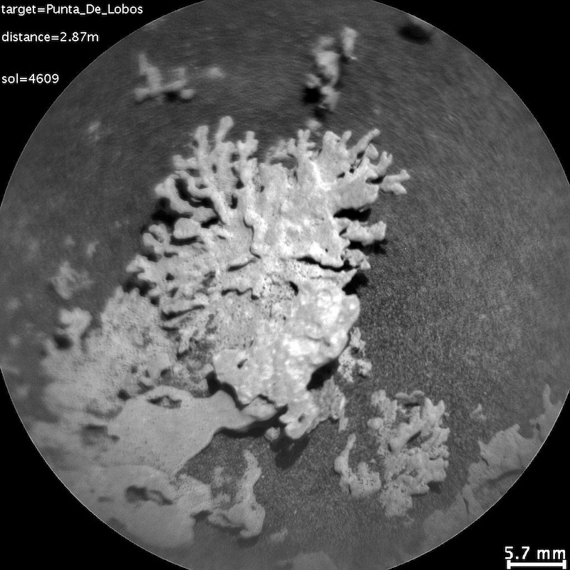 Black and white image of a rock on sandy ground that looks like a piece of coral with thin, delicate branching arms.