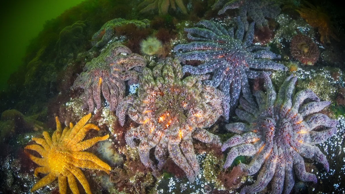 Pycnopodia colony in Knight Inlet