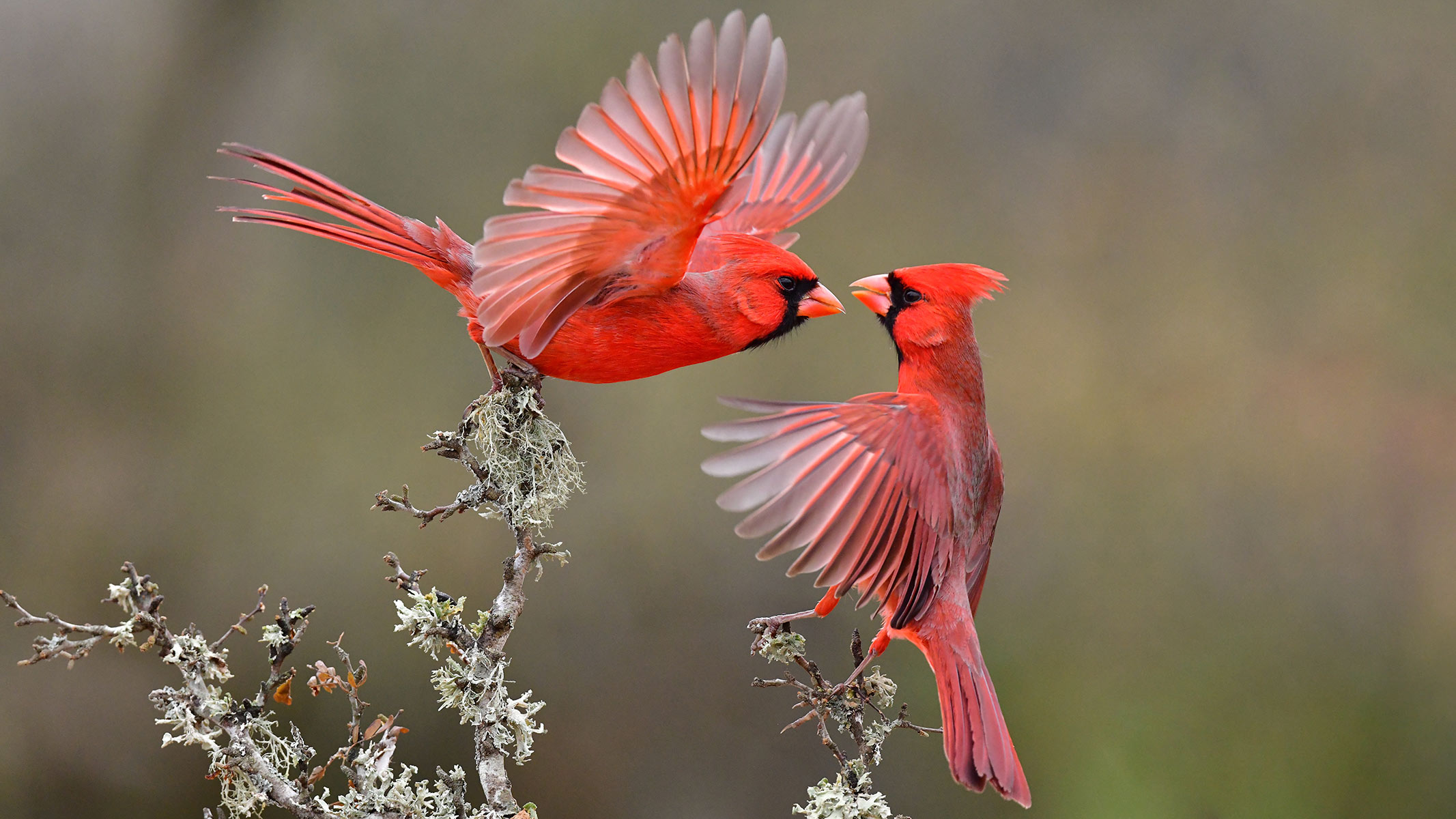 Best bird song identification apps in 2025 — Easily identify bird calls