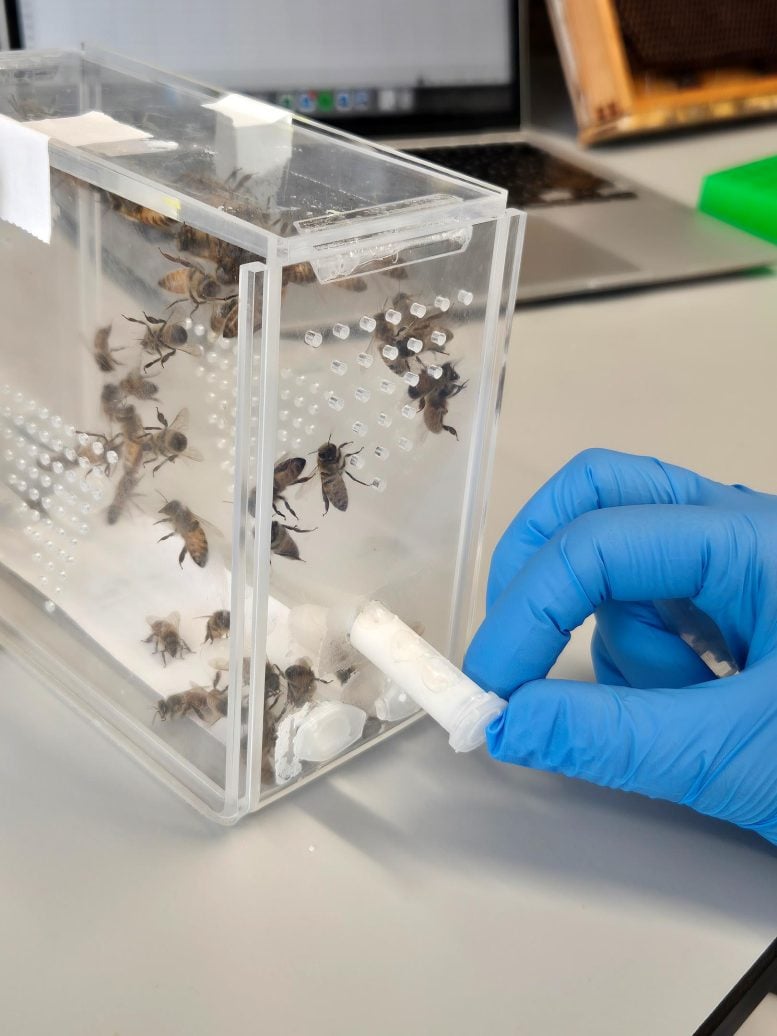 Rearing Cage Honeybees in Lab