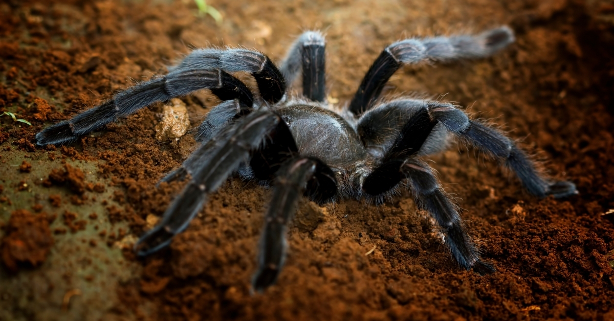These Tarantulas Have Genitals So Large They Require a New Genus