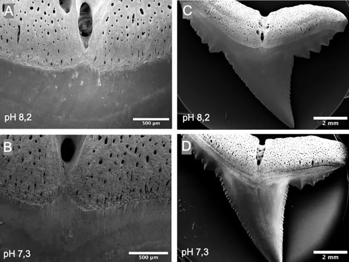 Shark teeth acidification