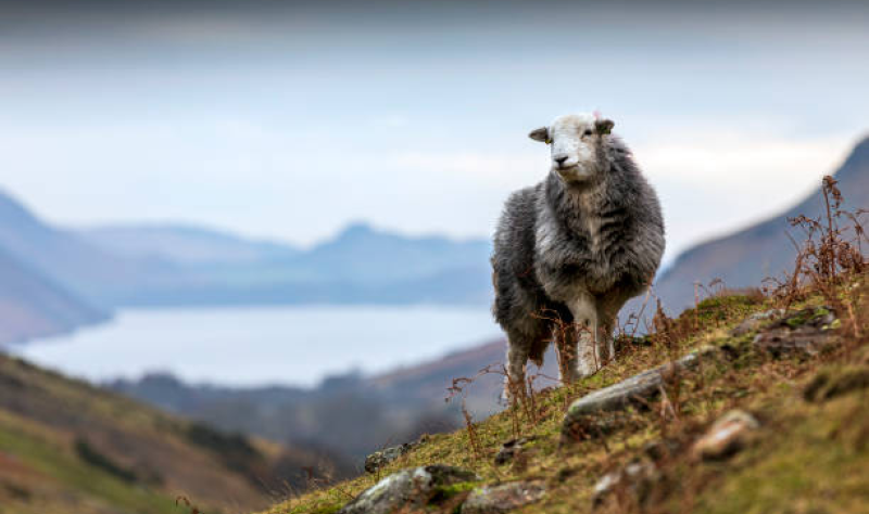 Livestock implicated in spread of ancient strain of plague