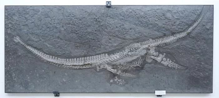 Plesionectes skeleton at the Staatliches Museum für Naturkunde Stuttgart
