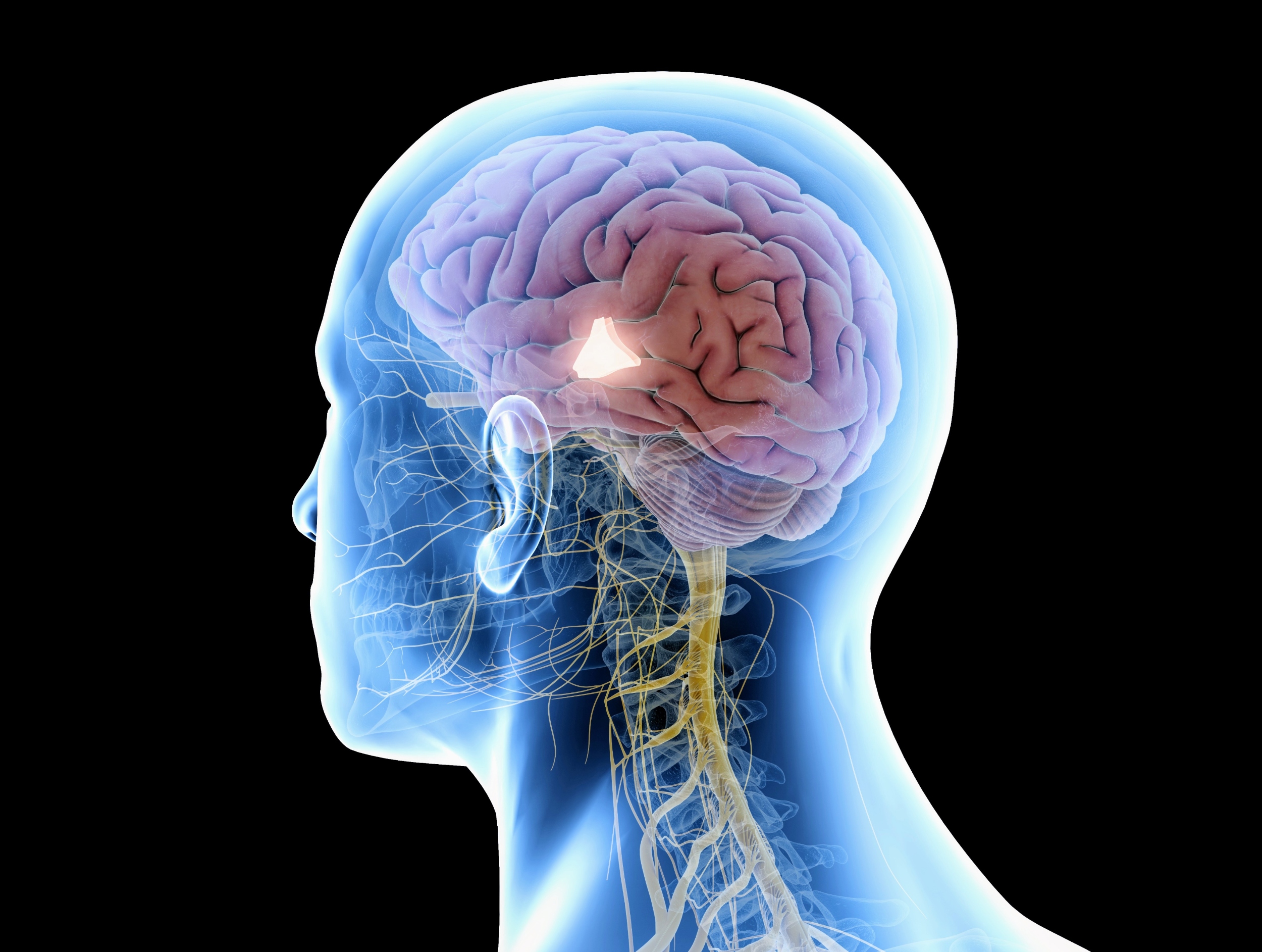 Stress hormones keep an hourly rhythm, shaping mood and energy