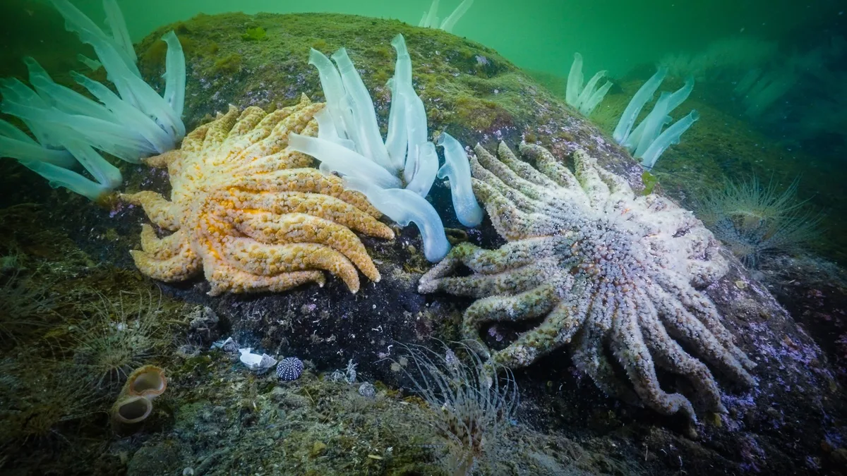 Sunflower sea star