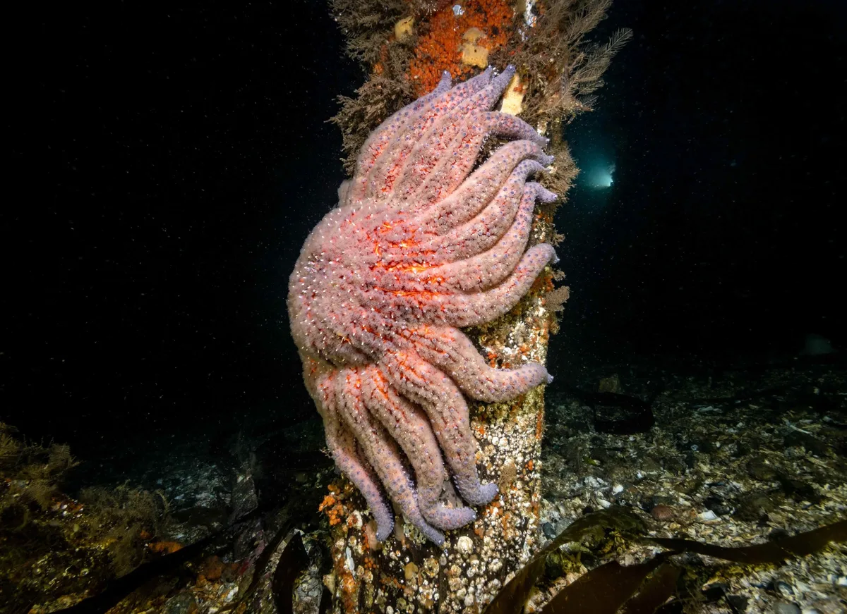 Sunflower sea star, Alert Bay