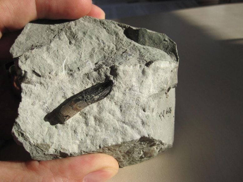 Tooth of a Europasaurus