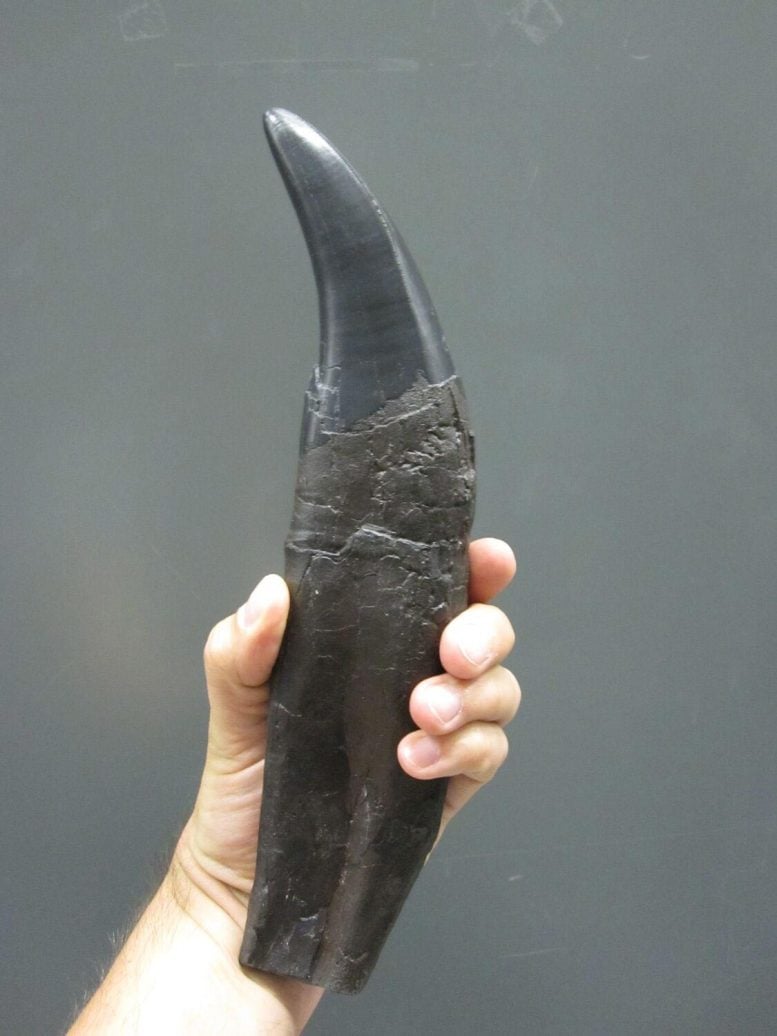 Tooth of a Tyrannosaurus rex