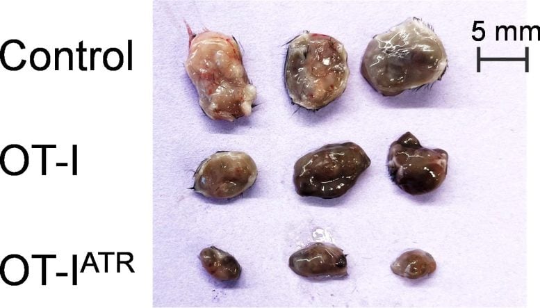 Tumor Size Under Different Treatment Conditions