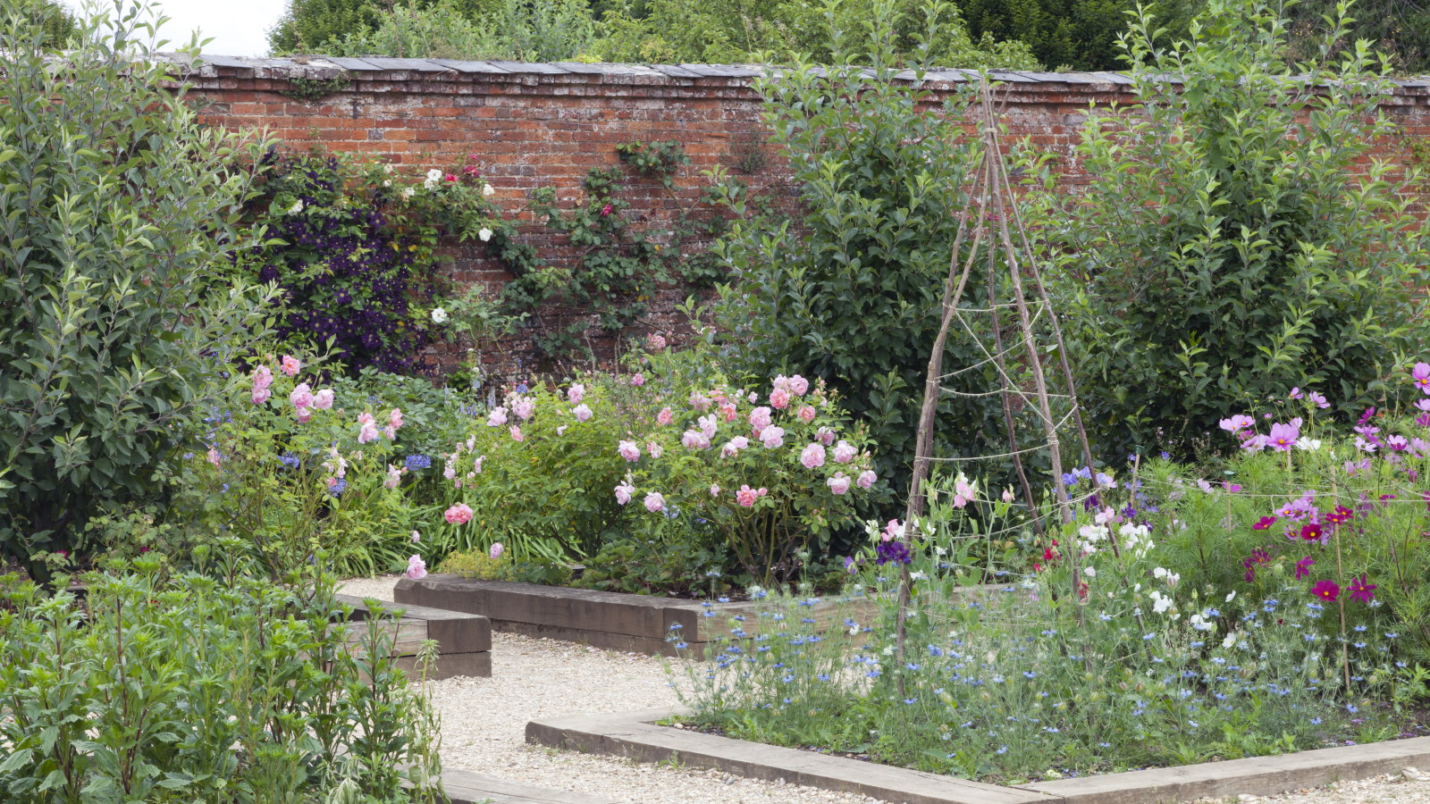 How to successfully grow 5 of the most difficult annuals