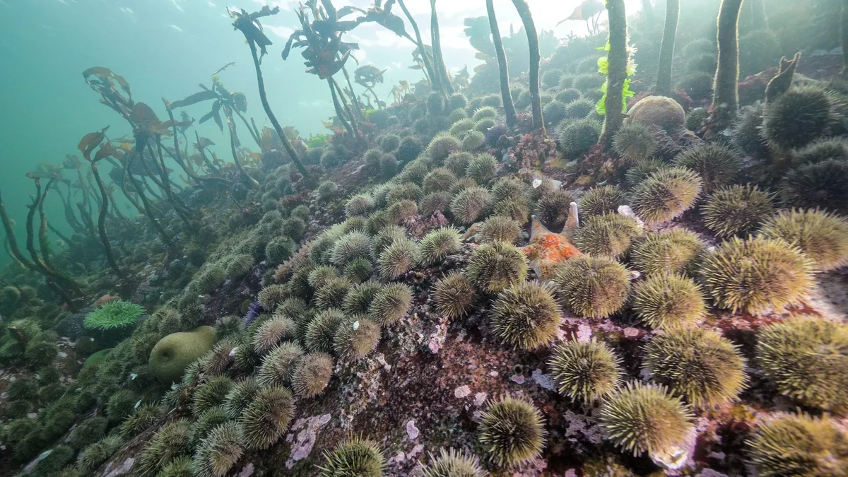 Urchin barren in Hakai Pass
