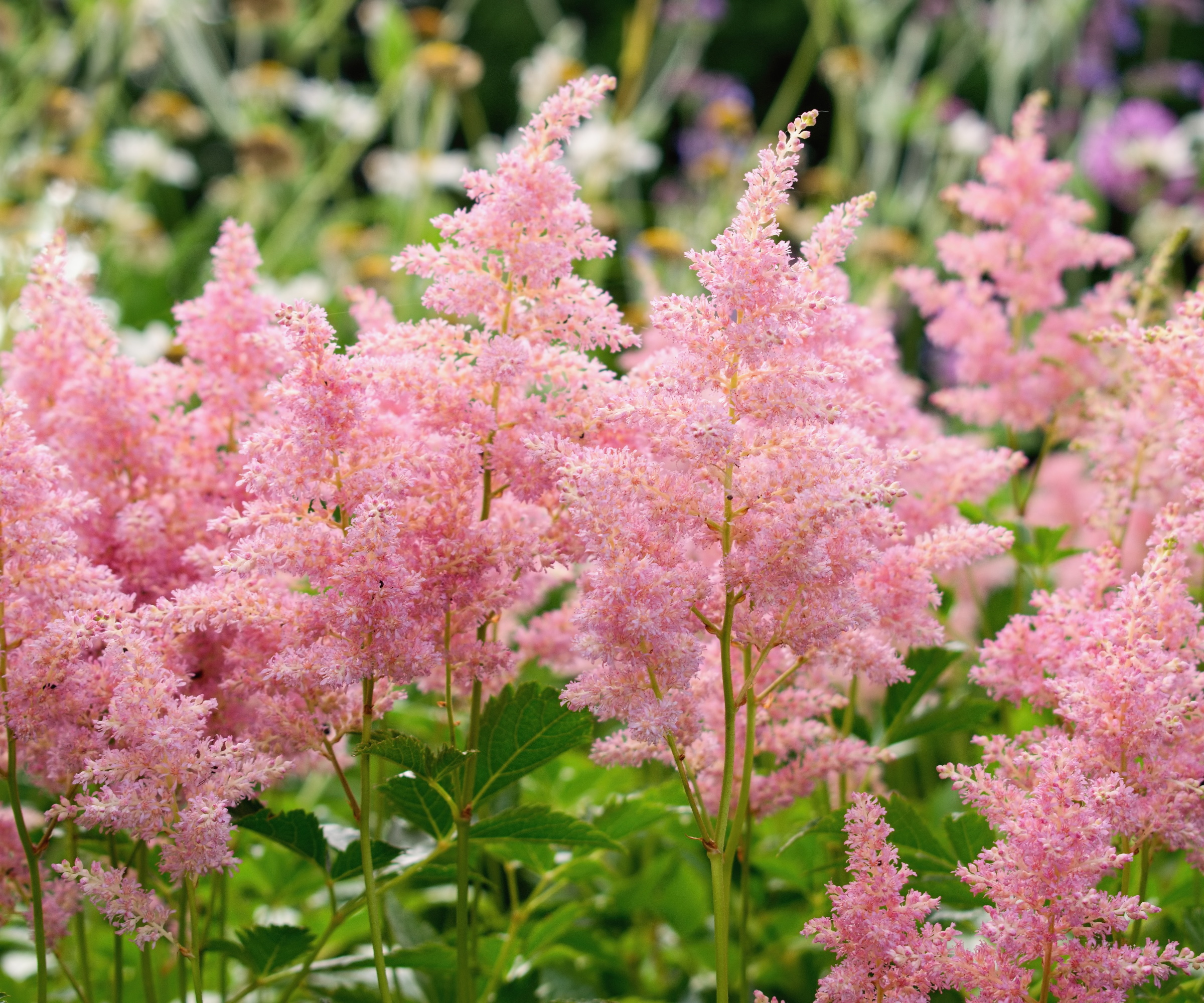 Pink astilbe