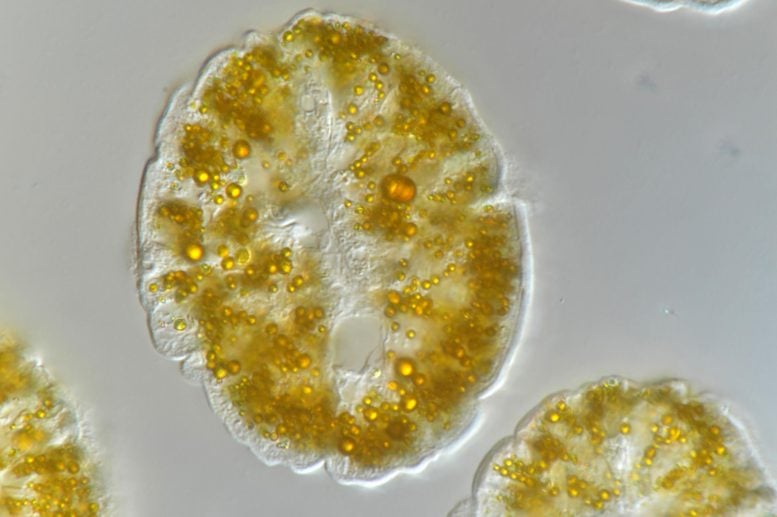 Yellow Granules Microscopy Analysis