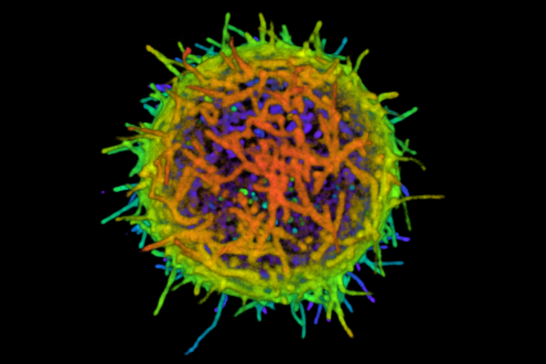 A 3D image of a human T cell.