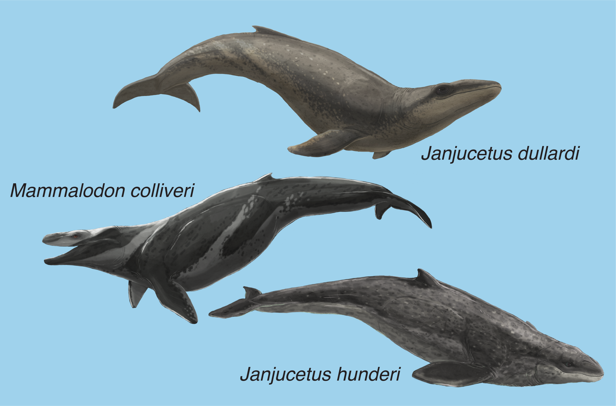 Illustrations of the three mammalodontid species discovered in Victoria, southeastern Australia.
