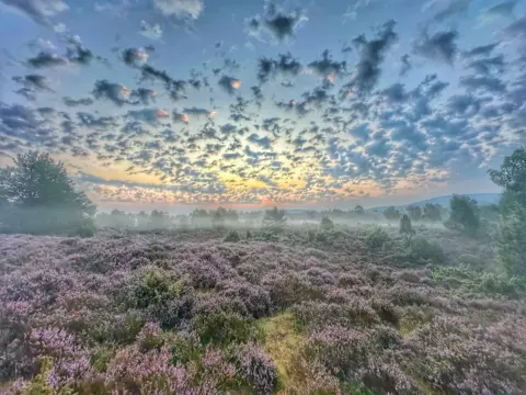 Gill Williams Field of lavender surrounded by a variety of trees and early morning fog visible in the distance below a vivid orange, yellow and blue rising sun with lots of little clouds scattered across the sky