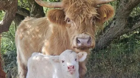 Cameron Farquharson A large Highland cow with a brown coat and horns next to a small calf.