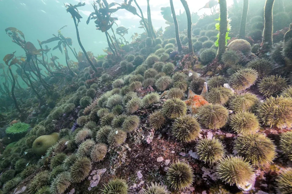 Sea urchins proliferate in Hakai Pass (Hakai Institute)