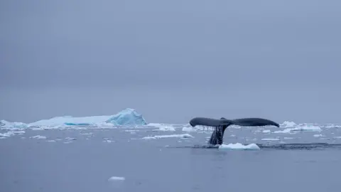 Victoria Gill/BBC The fluke, or tail, of a humpback whale drips with water as the animal dives in the icy sea of the Antarctic Peninsula. The water is calm and the surface is peppered with floating ice.