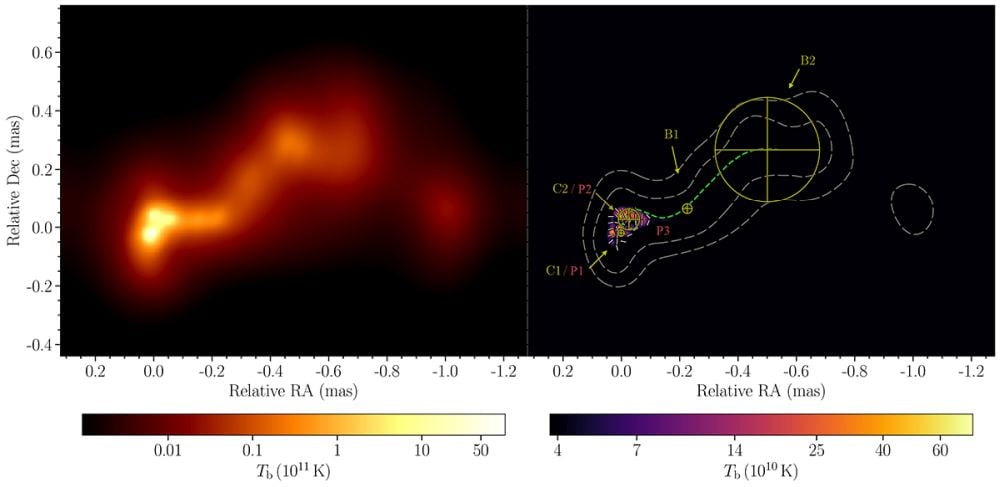 These images of OJ 287 are from April 25, 2016. The image on the left shows brightness temperature. The image on the right shows total intensity contours. P1, P2, and P3 are polarized features, and the central dashed green curve traces the jet ridgeline. Yellow circles C1 and C2 mark the locations of the black holes. Image Credit: Traianou et al. 2025. A&A